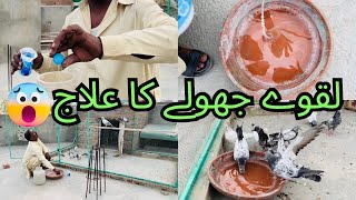 Kabootar k Laqway Jholy Ka ilaj 😱| Dhoke Ratta Pigeon Club