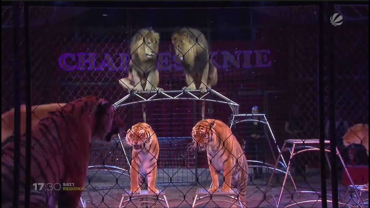 Kontroverse Zirkustierhaltung Zirkus Charles Knie Wehrt Sich Gegen Tierqualerei Vorwurf Youtube