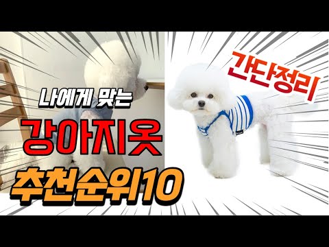 광고 2022년 가장인기있는 강아지옷 추천 판매순위 TOP10 가성비 평점 후기 비교