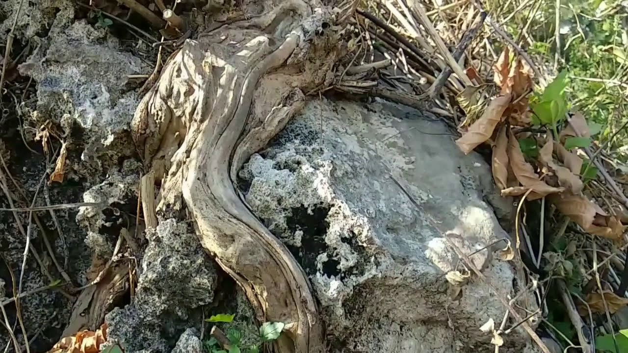 Menakjubkan disini Bahan Bonsai Bagus semua..