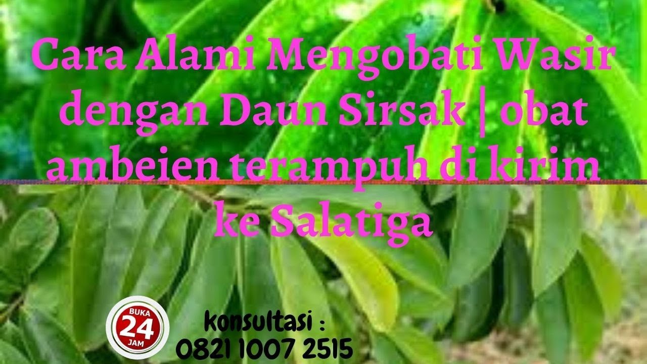 Cara Alami Mengobati Wasir dengan Daun Sirsak | obat ambeien terampuh