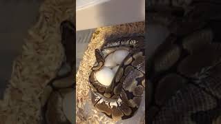 Presenting our first clutch! Lady is a mother to be of seven!