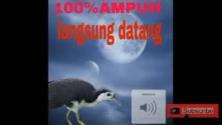 100% Ampuh‼️LANGSUNG DATANG ‼️PIKAT  suara ruak-ruak🔴