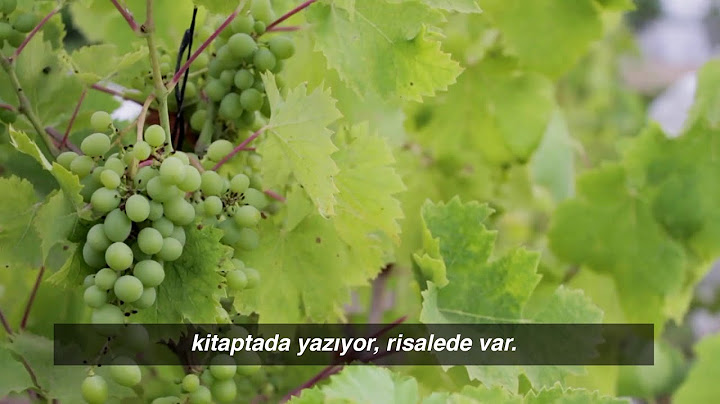 Bu Meyveler Yemek İçin Değil ! | Bediüzzaman'dan Bir Ders