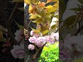 ซากุระซ้อน บานช้า บานนาน สวยหรู