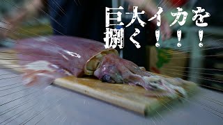 巨大イカを捌く!!沖縄産セーイカを元セーイカ漁師が捌く（ソデイカ）Giant squid