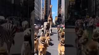 #viralvideo #funny #animals #dog #usa #funnyvideo #animalcomedy #cat #cute
