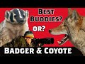 Badgers BATTLE &amp; Hunt with Coyotes in Theodore Roosevelt National Park