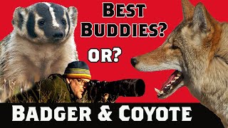 Badgers BATTLE &amp; Hunt with Coyotes in Theodore Roosevelt National Park