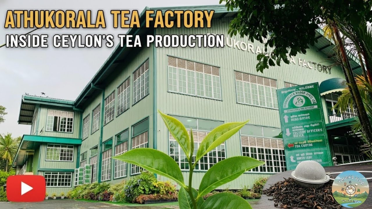 Незаметное путешествие: производство цейлонского чая | Чайная фабрика Атукорала 