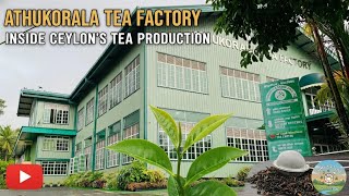 The Unseen Journey: Making Ceylon Tea | Athukorala tea factory #ceylontea #teafactory #howtomakeit 