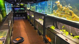 TON OF NEW FISH SPECIES IN THE FISH ROOM!