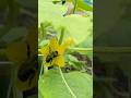 Bees Make Pickles #backyardgarden