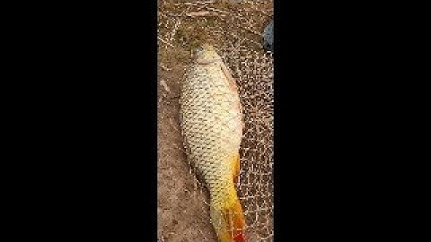 HƯỚNG DẪN CÁCH TRỘN MỒI CÂU CHÉP DÀNH CHO CÂU LỤC