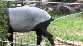 Malayan Tapir Marking Territory Super Slow Motion