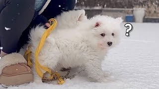 Samoyed Pups Seeing Snow For The First Time by 사모예드 티코 29,296 views 2 months ago 3 minutes, 2 seconds