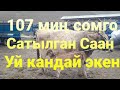 Бүгүн Жапалак МалБазары СААН УЙЛАР Укмуш түштү,Бооз Уйлар Бааларын Билип алың