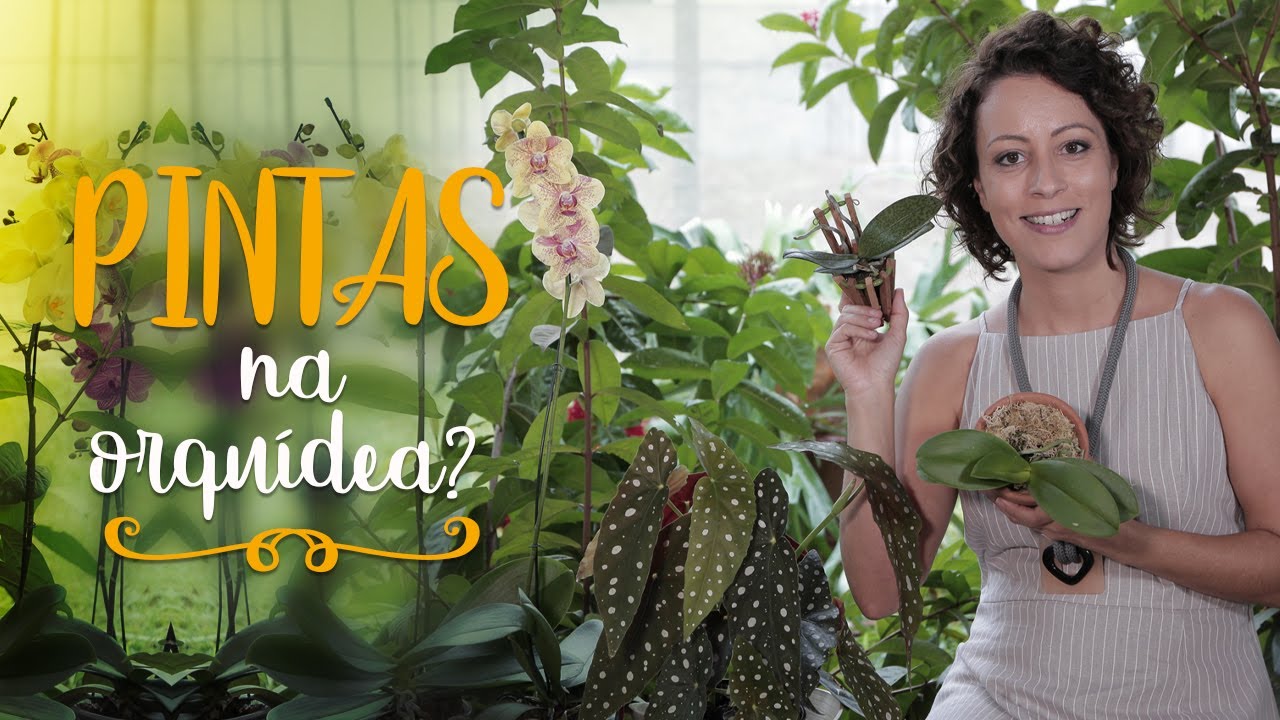 ORQUÍDEAS com MANCHAS nas FOLHAS? Saiba por quê - thptnganamst.edu.vn