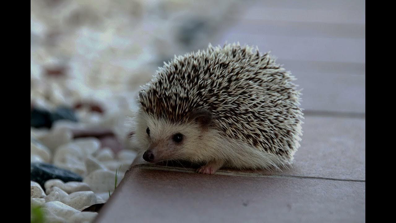 Hedgehog sound Animal sounds YouTube
