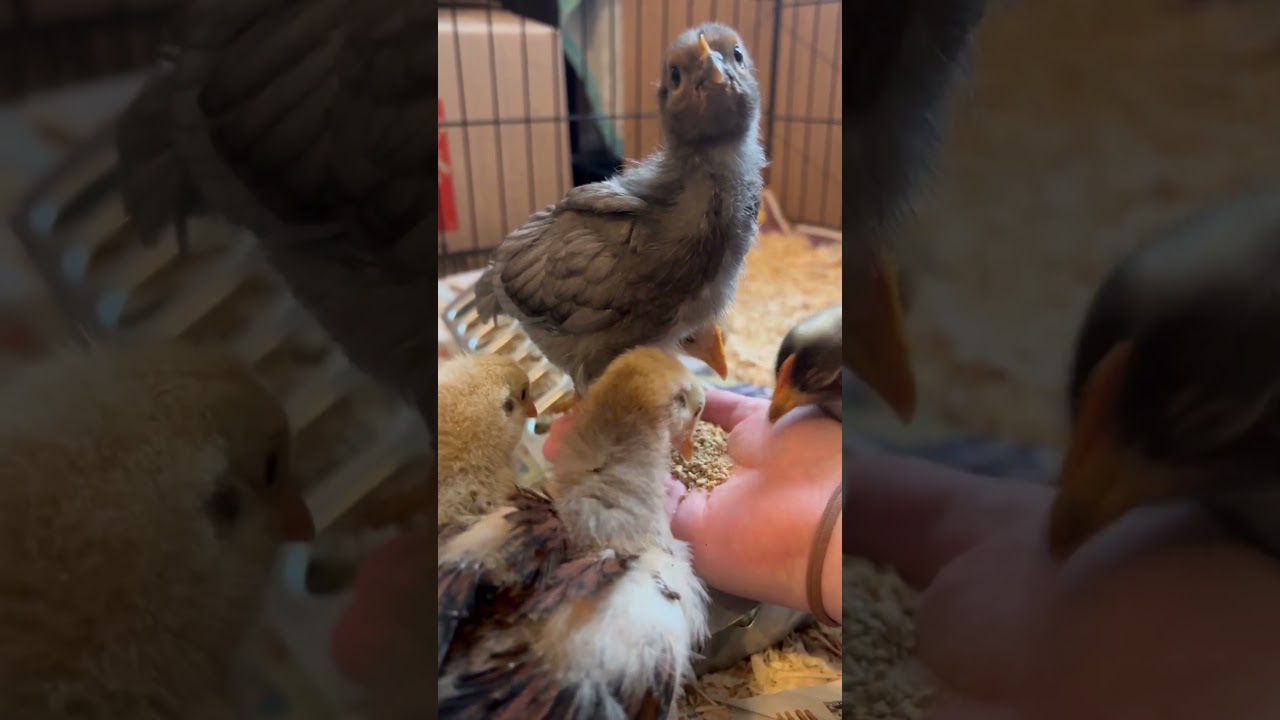 Hand Feeding our Chicks! #chicken #birds #nature
