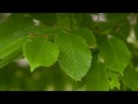 Vídeo: Hornbeam Tree Info - Informações sobre as condições de cultivo do hornbeam