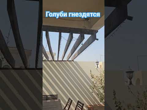 Где вьют себе