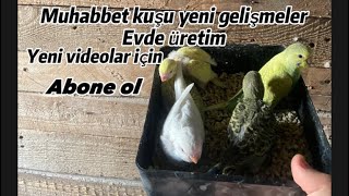 Evde Muhabbet Kuşu Üretimi Yeni Yavrularımız