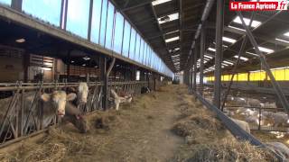 Elevage : « Dans ma stabulation, vaches et brebis se font face »