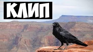 КЛИП || Я ВАСЯ ВОРОН || СКОРО КС КЛИП || Я ВАСЯ ВОРОН || СКОРО КС