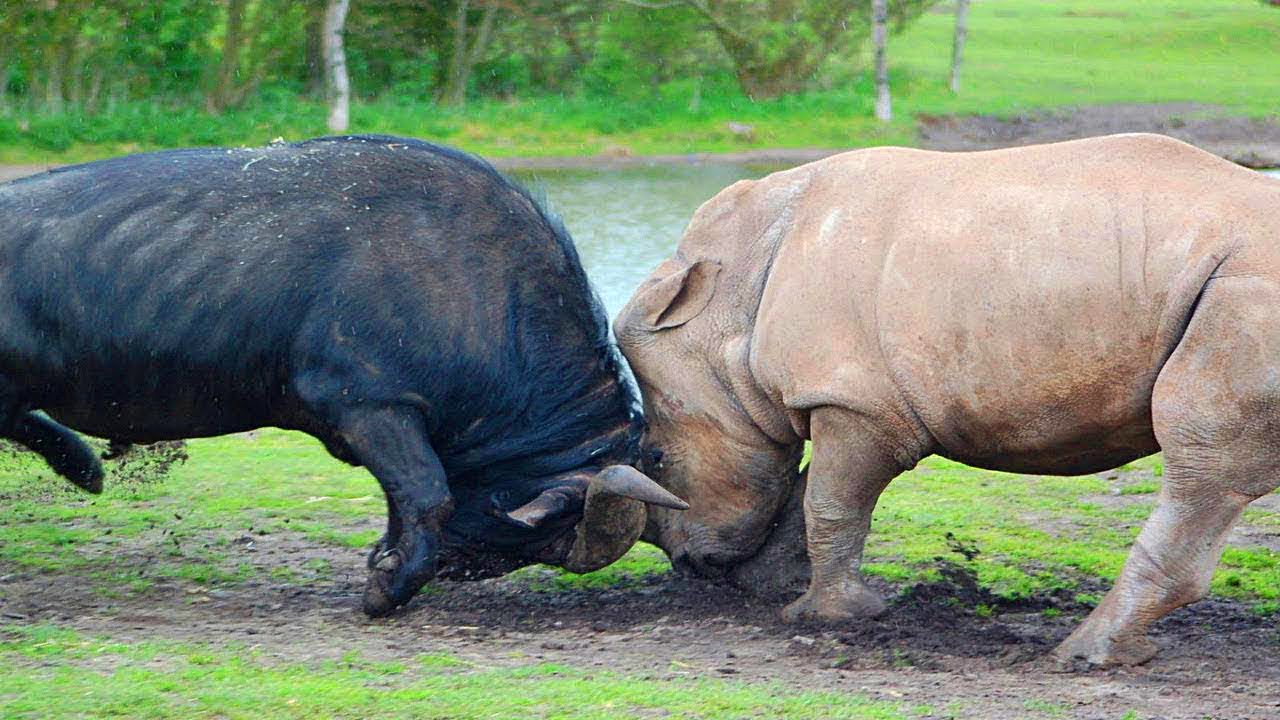 Носороги буйволы слоны обитают. Гиппопотам и носорог. Носорог против бегемота.