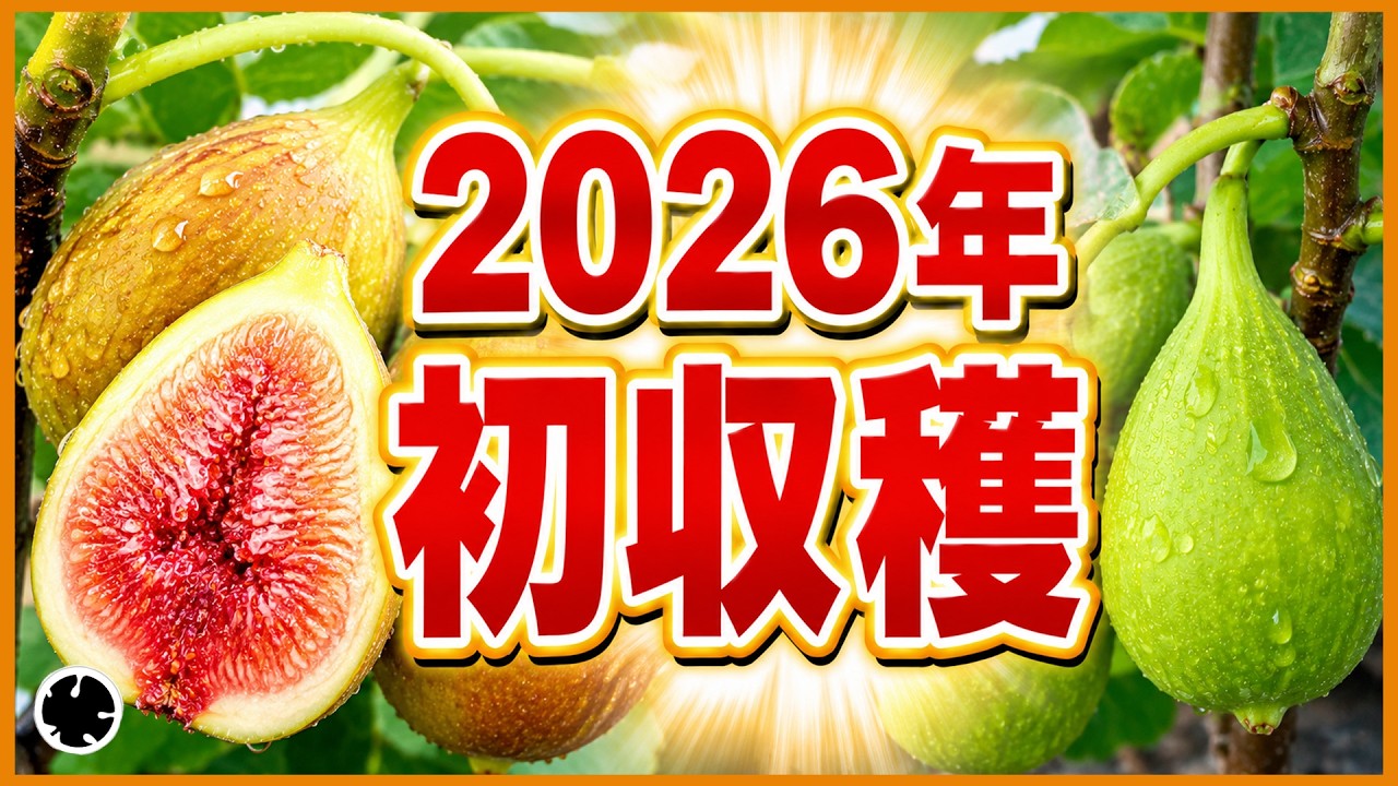 Fig] First Harvest of 2026! Introducing the Recommended Variety