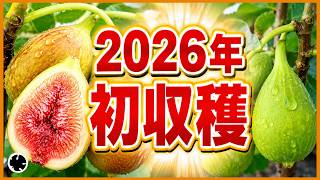 Fig] First Harvest of 2026! Introducing the Recommended Variety
