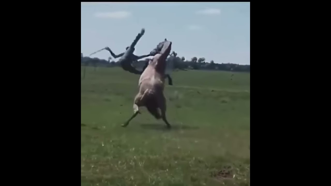 Guy Does Insane 360 On An Uncontrolled Horse