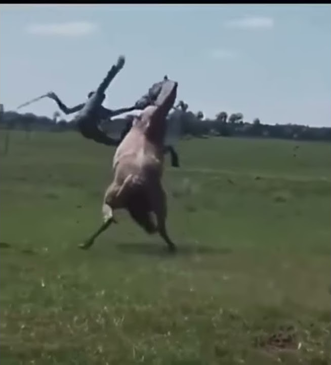Guy does insane 360 on an uncontrolled horse