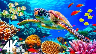 Stunning 4K Underwater Wonders - Tropical Fish, Coral Reefs, Reduce Stress And Anxiety - 4K Video