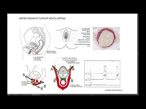 Vidéo: Urètre Féminin: Anatomie, Fonction, Diagramme, Conditions, Conseils De Santé
