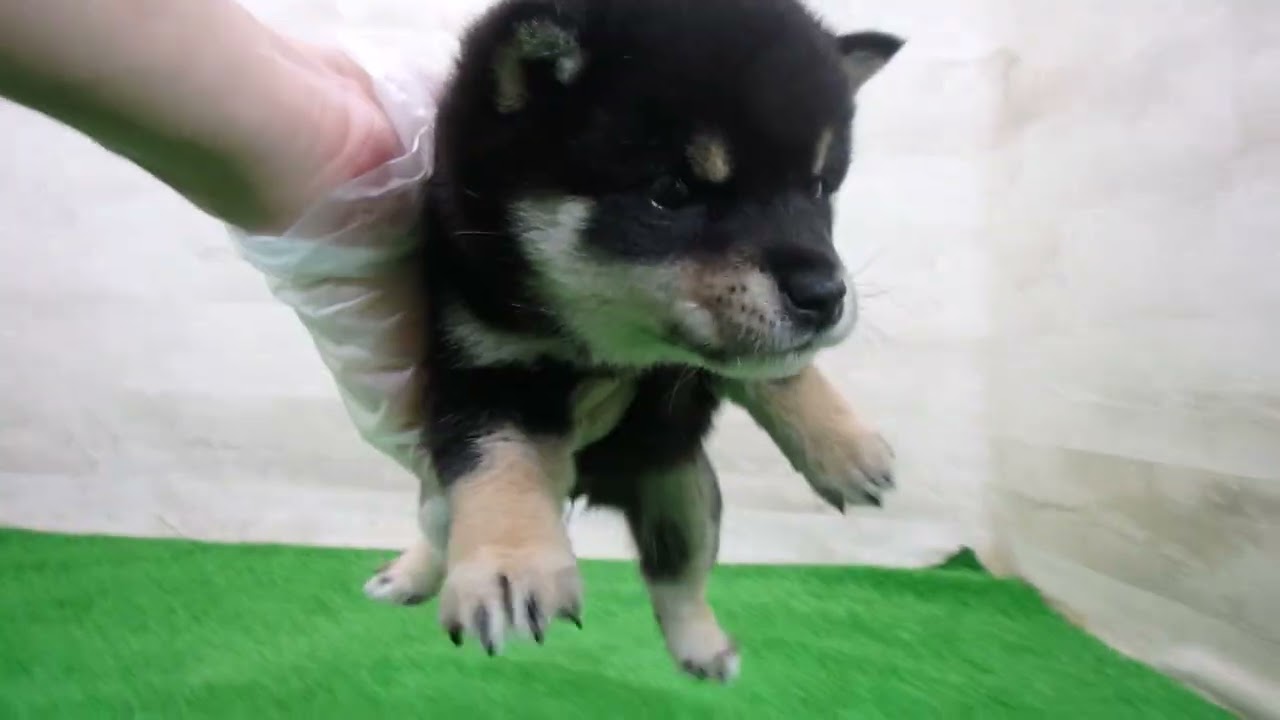 豆柴の子犬（メス♀） 相模原店｜ペットショップCoo＆RIKU