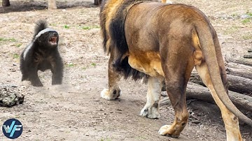 HONEY BADGER - The Most Fearless Animal On Earth