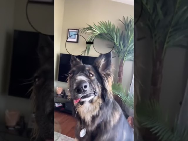 Best Boy Brodie YouTube