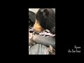 マレーグマのキョウコちゃん「うたた寝」＠上野動物園 / Kyoco the Sun bear taking …