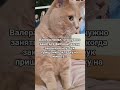 Заняться спортом #cat #котмишель #настроение #кот #мем #прикол #funnycats #позитив