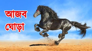 ঘোড়া দৌড় | এমন ঘোড়া যা দেখলে বিশ্বাস করতে পারবেন না | Horse Breeds You Will Not Believe Exist