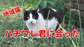 【地域猫】　ハチワレ君に会った　【キャットレスキュー634】