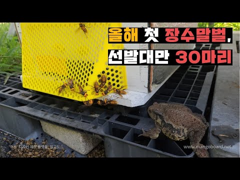 올해 첫 장수말벌 편대에 벌통 3통 작살(feat.두선생)