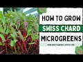 How to Grow Swiss Chard Microgreens - Full Walkthrough with TIPS & TRICKS - On The Grow