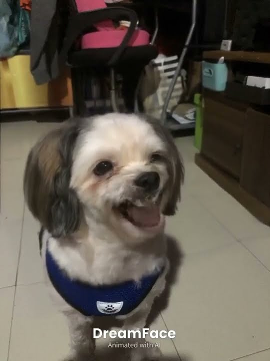 Yuki APT #doglover #petlover #dogsinstagram #yuki #dogs #pets #Apt. #ROSÉ & Bruno Mars #shitzu