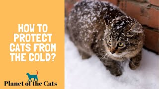 How To Keep A Cat Warm In Winter? by Planet of The Cats 4,757 views 2 years ago 4 minutes, 5 seconds