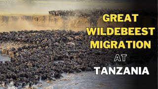Witness the Spectacular Great Wildebeest Migration @ Serengeti, Tanzania | Nature's Grandest Journey
