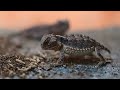 Baby Giant Horned Lizards Snack On Termites!
