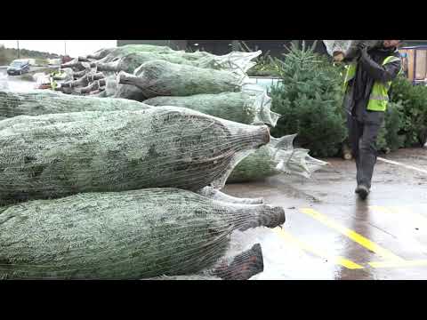 christmas-trees-wholesale-&trade-only
